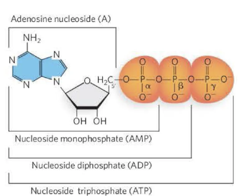 <p>The monomers of DNA contain <u>thymine</u>, cytosine, adenine, and guanine nitrogenous bases.</p><p>The monomers of RNA contain <u>uracil</u>, cytosine, adenine, and guanine nitrogenous bases.</p><p>also energy storage molecules (due to the phosphate bonds)&nbsp;</p>