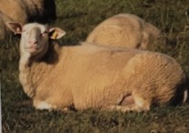 <p>originated in Friesland in northern germany and holland. used for household milk. introduced to the us from canada in teh 1994. worlds highst producing dairy sheep. hairless rat tail and legs without wool. suited for all climate and have docile temps. They also lactate longer than other breeds. ewes for milk and lambs for meat. </p>
