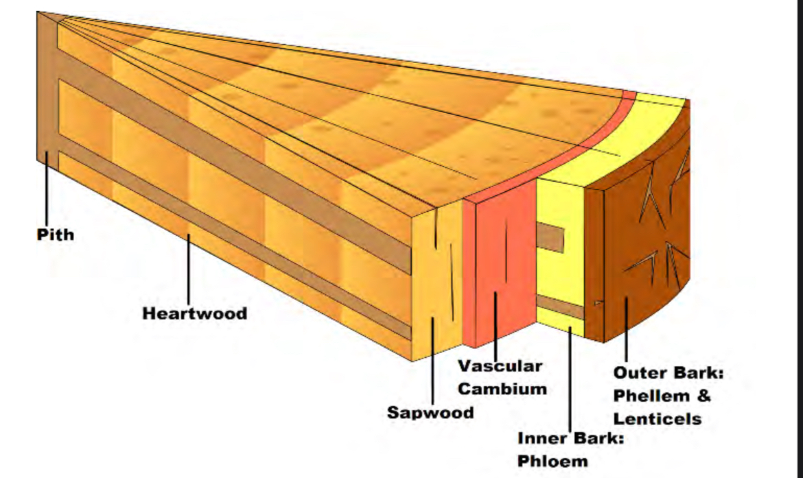 <p>Basically the stem cells of tree where most growht happen-differentiates into phloem and xylem</p>