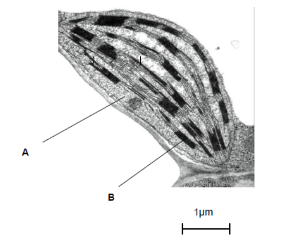 <p>Name the parts of the chloroplast labelled A and B. (2) </p>