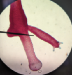 <p>what is the needle pointing to </p>