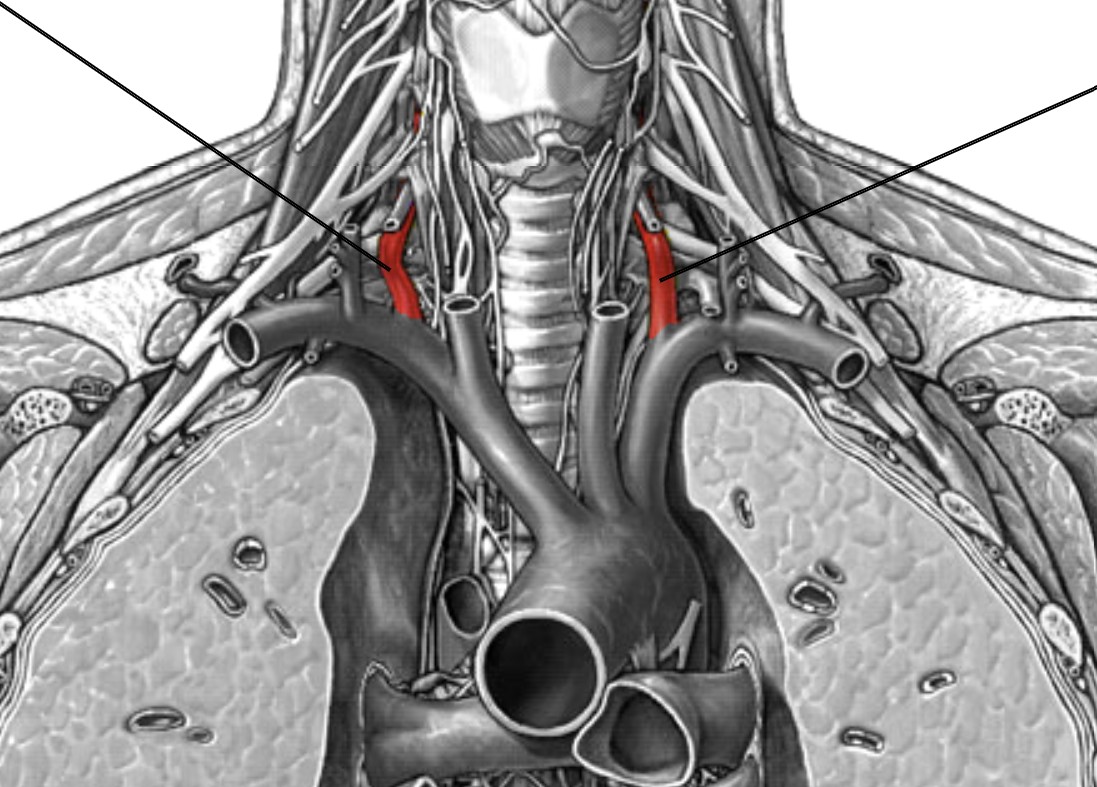 <p>Which arteries:</p><ul><li><p>Branch off from subclavian (L&amp;R) artery</p></li><li><p>Superior to subclavian (L&amp;R) artery</p></li></ul><p></p>