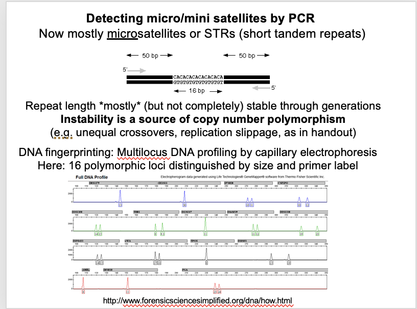 <ol><li><p>REPEAT NUMBER:High degrees of<strong> polymorphism in repeat number</strong>→ allows DNA fingerprinting</p></li><li><p>INSTABILITY OF NO.: High rate of instability in repeat number→ 0.1-1% per locus per generation</p><ul><li><p>a bias towards<strong> increased</strong>&nbsp;repeat number in succeeding generations</p></li></ul></li><li><p>DIVERGENCE: A small degree of sequence<strong> divergence</strong>&nbsp;between repeats&nbsp;</p><ul><li><p>for<strong> minisatellites</strong></p></li><li><p>Expected→ since homogenisation of an array is not<strong> instantaneous</strong></p></li></ul></li></ol><p></p><ul><li><p>as the microsttelites do not really change too much over generations→ can be used for DNA fingerprinting→ because it forms different polymorphisms</p></li></ul><p></p>