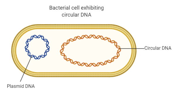 <p>Plasmids</p>