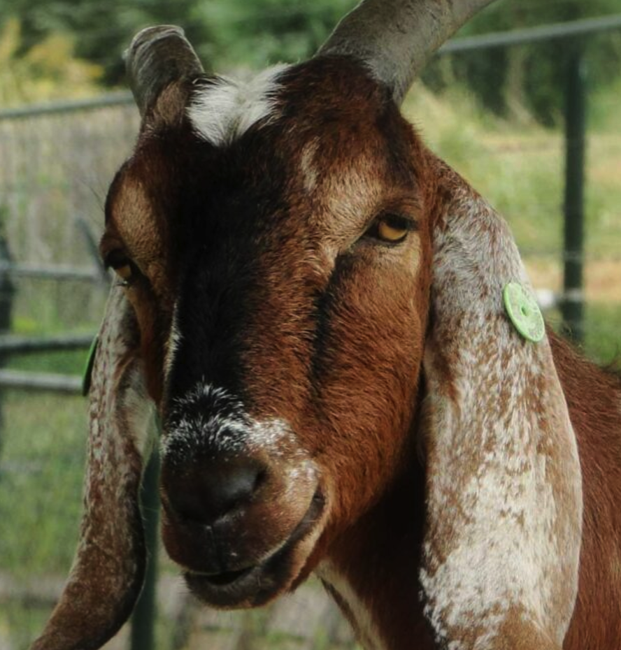 <p><span><span>• Is het grootse geitenras</span></span></p>