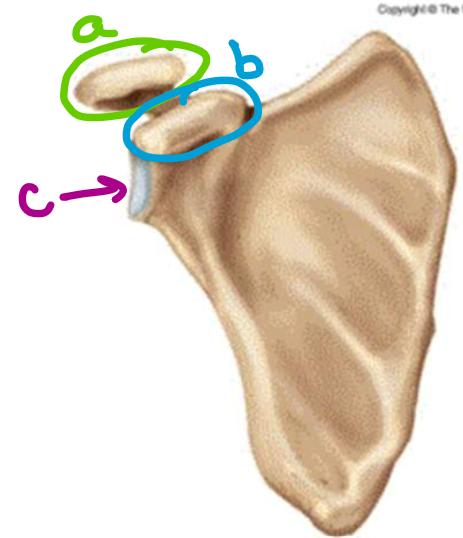 <p>what feature of the scapula is labeled b</p>