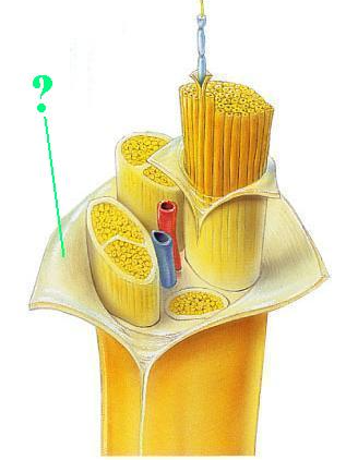 <p><span>Identify the indicated connective layer of a nerve.</span></p>