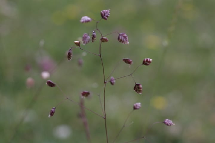 <p>Quaking Grass</p>