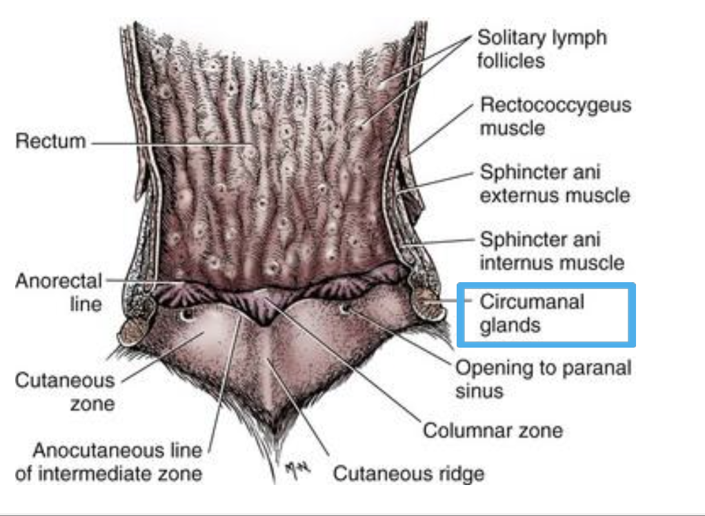 **Circumanal Glands** 

  	 		 		 	 	 		

Subcutis around the around the anus of dogs 

 	 