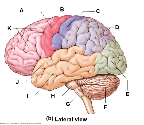 <p>where is the temporal lobe and what does it do</p>