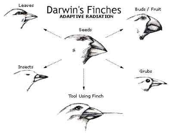 <p>principle that each living species has descended, with changes, from other species over time</p>
