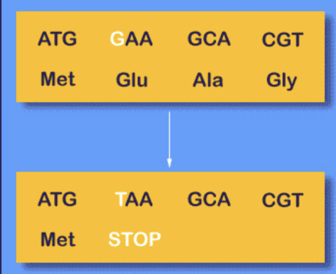 <p><span>A type of genetic mutation that </span><strong>introduces a premature stop codon (UAA, UAG, or UGA)</strong><span> into the mRNA sequence, </span><strong>leading to the premature termination of protein synthesis</strong><span> and </span><strong>a truncated, potentially non-functional protein</strong></p>