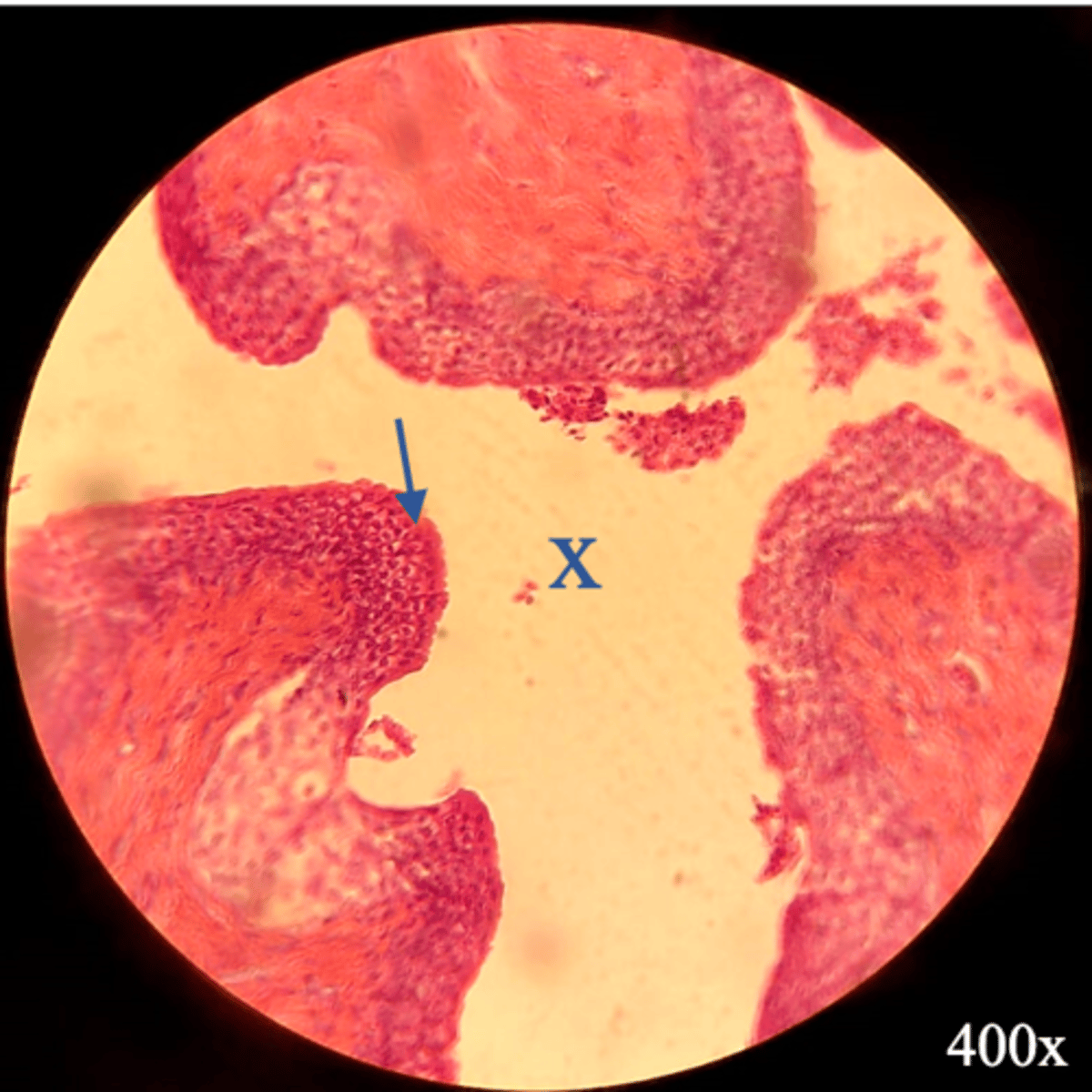 <p>Name the tissue at the arrow</p>