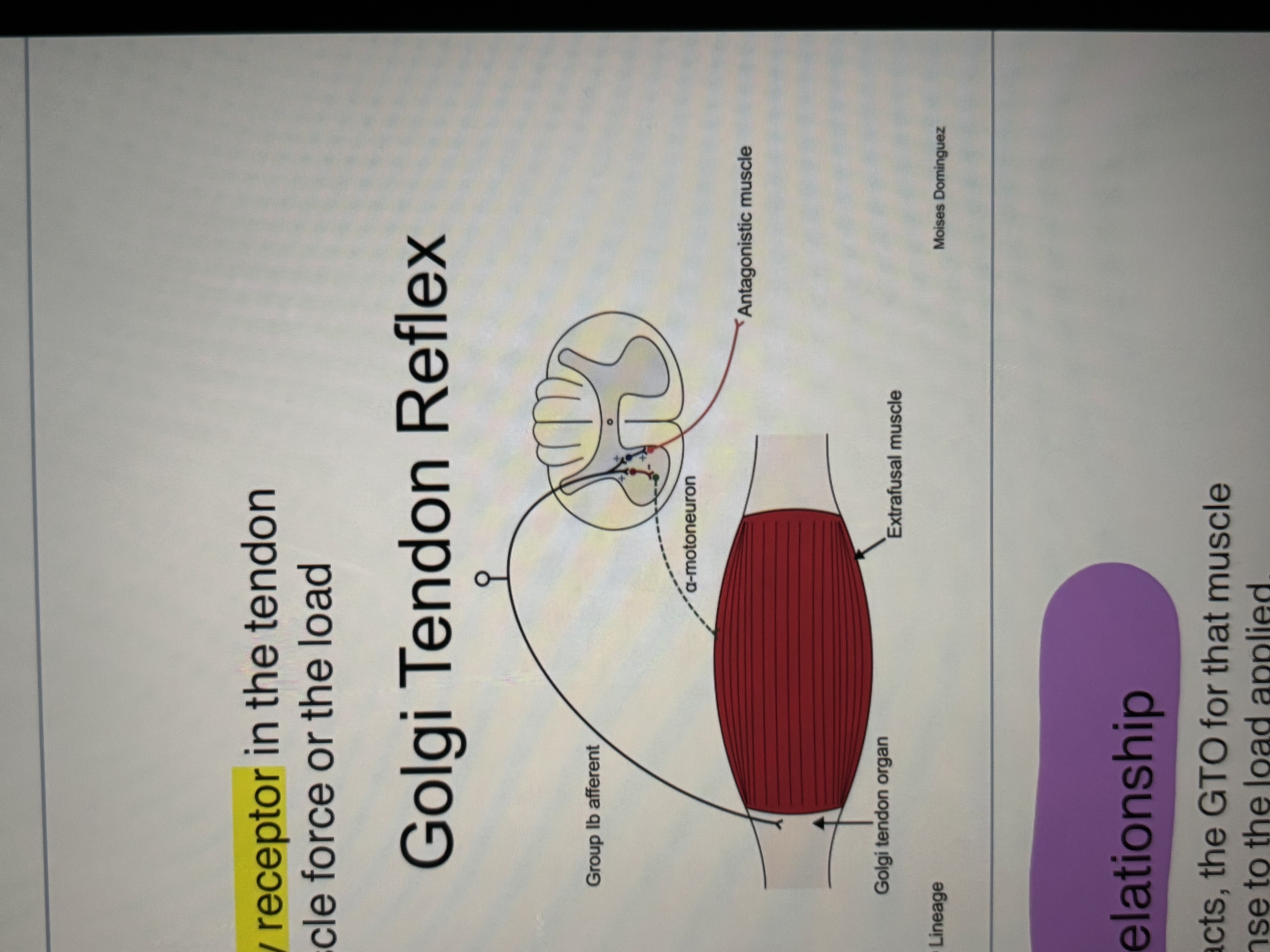<ul><li><p><u>sensory receptor</u> in the tendon that detects changes in muscle force or the load applied to a muscle</p><ul><li><p>GTO registers muscle contraction</p></li><li><p><u>Afferent-</u> 1b</p></li></ul></li></ul><p></p>