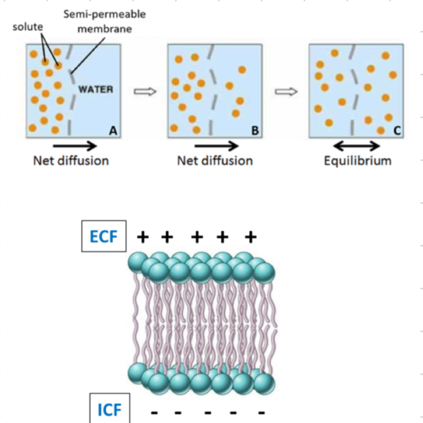 <p><strong>water:</strong></p><ul><li><p>dissolves solutes</p></li><li><p>chemical reactions</p></li><li><p>equilibrium (water moves back and forth)</p></li></ul><p></p><p><strong>ions</strong></p><ul><li><p>equilibrium</p></li><li><p>muscle contraction</p></li><li><p>membrane potential and action potential</p></li><li><p>acid-base balance (pH)</p></li></ul><p></p><p>Glucose for energy and more</p><p>processes are passive or active</p><p></p>