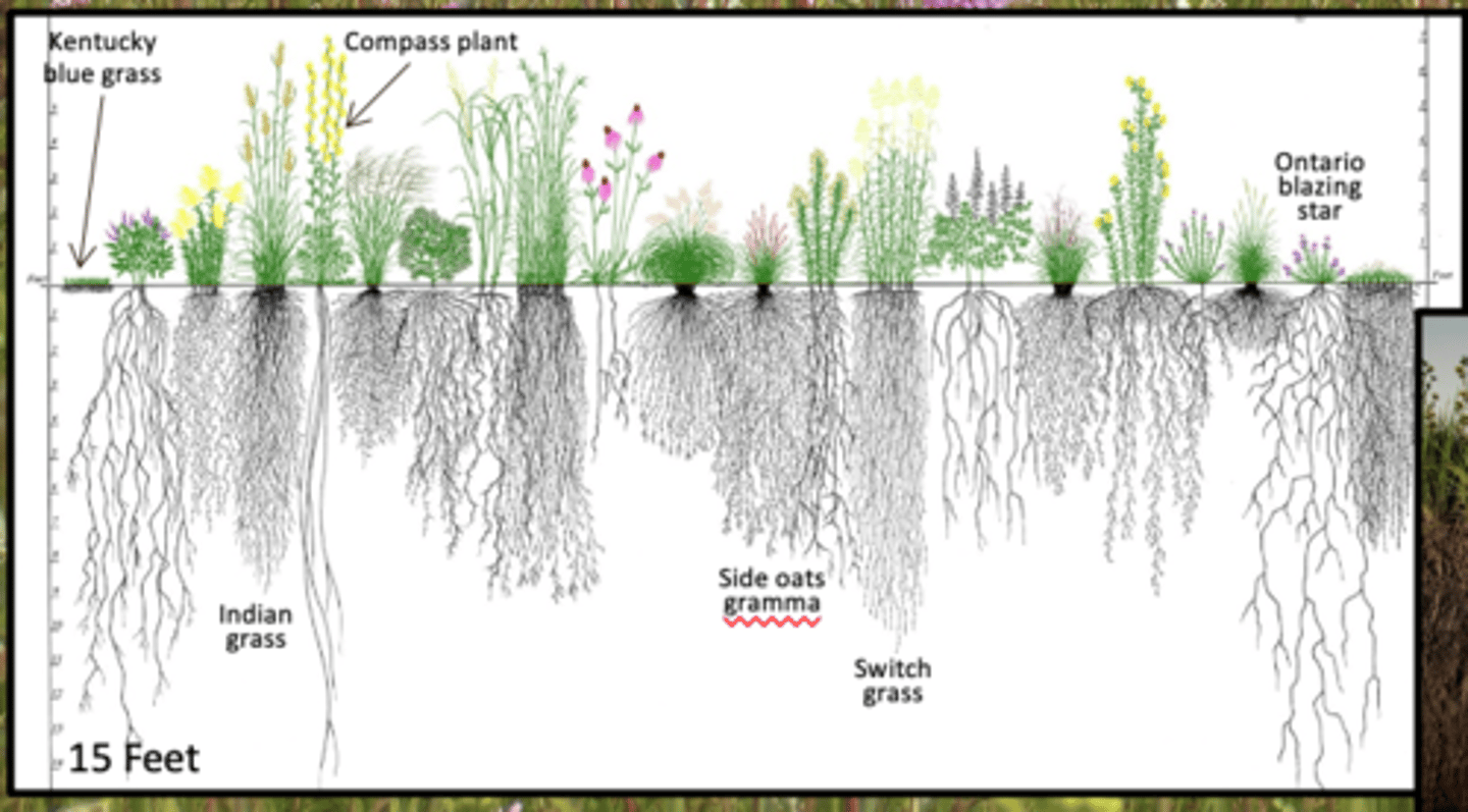 <p>causes plants to create extensive root systems for water uptake and recovery after disturbance</p>