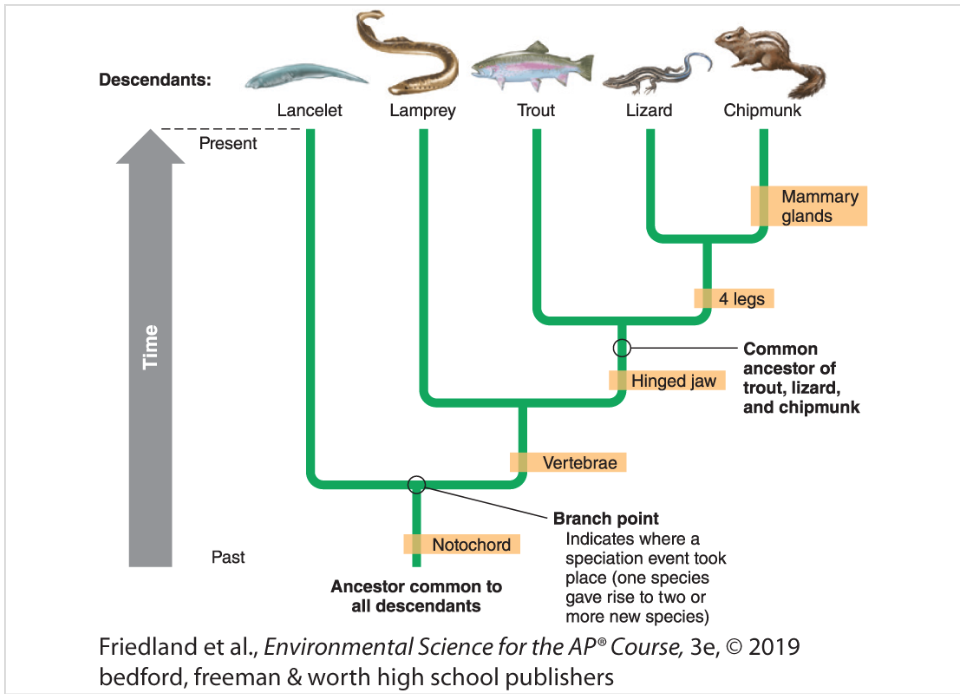 <p><span>Define phylogeny</span></p>