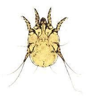 <p>What condition is caused by Otodectes cynotis?</p>