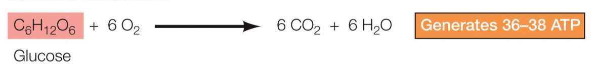 <p>Glucose + O2 → CO2 + H2O (Generates 36-38 ATP)</p>