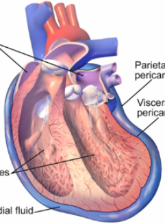 <p>The serous membrane associated with the heart, consisting of the parietal pericardium (lining the pericardial cavity) and the visceral pericardium (lining the heart itself).</p>