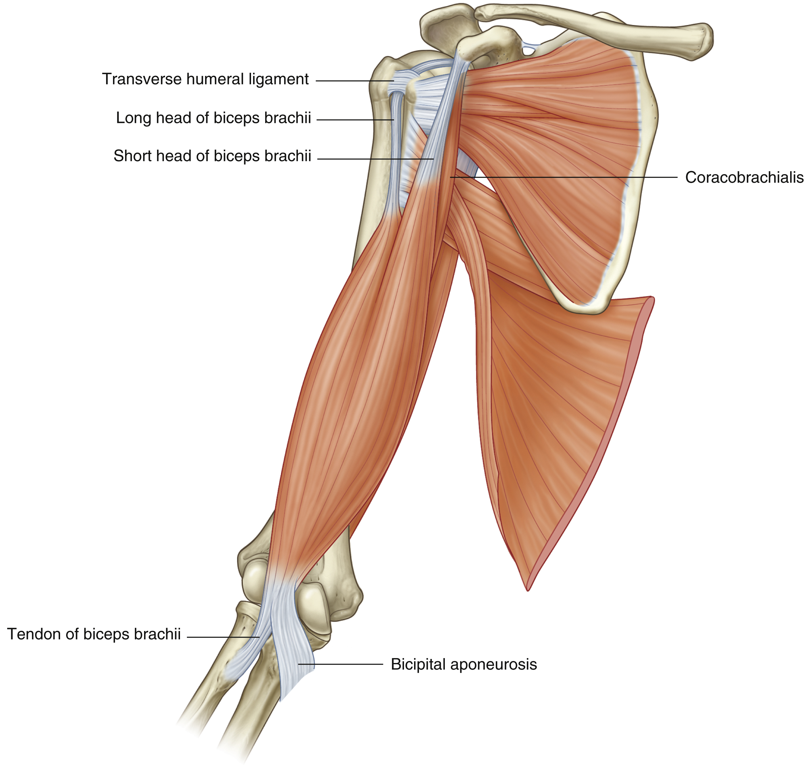 <p>Biceps brachii: origin</p>