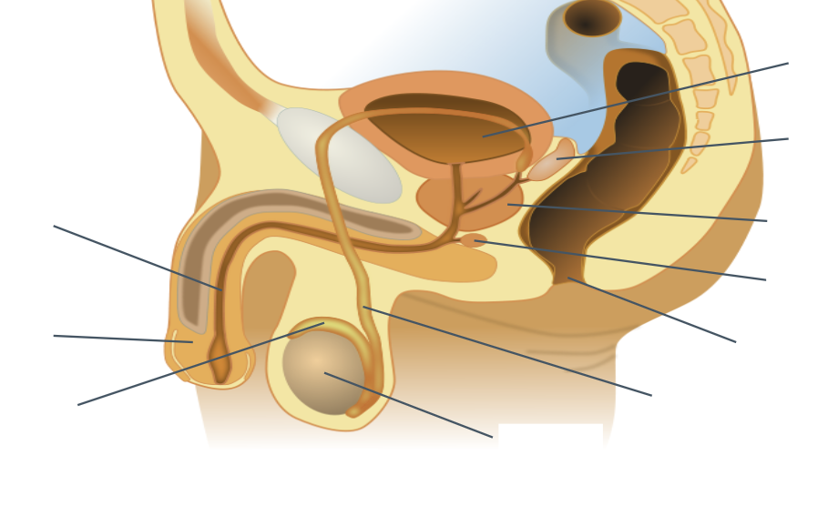 <p>Anatomy of the Human Male Reproductive System + Function (HINT: 11 features)</p>