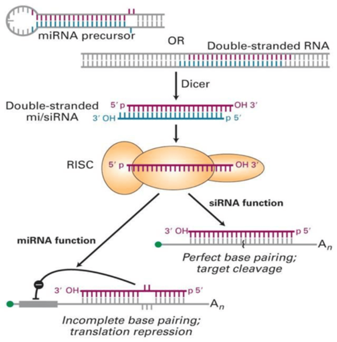 <p>Strand that is degraded and decomposed after cut by dicer in RNA</p>