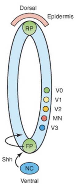 <p>Gray matter divided into sensory &amp; motor territories, and is all clustered together in dorsal &amp; ventral area (thus easy division – clearly marked – in other places not as clear)</p><ul><li><p>Morphagens and transcription factors specify the dorso-ventral patterning of progenitors in the neural tube – specify what is where (motor ventral, sensory dorsal)&nbsp;</p><ul><li><p>Opposite gradients of SHH and BMPs (bone morphogenic protein) determine the dorsal-ventral cell fates –</p><ul><li><p>Floor plate, roof plate, etc produce morphogens, which are more concentrated either to the epidermis or the notochord, with these gradients triggering the transcription of transcription factors of Class I &amp; II homeobox, etc&nbsp;</p></li></ul></li><li><p>The notochord has influence on development of floor plate and exit sites of nerves from the spinal cord – issues with notochord will cause issues in neural tube development&nbsp;</p></li></ul></li></ul>