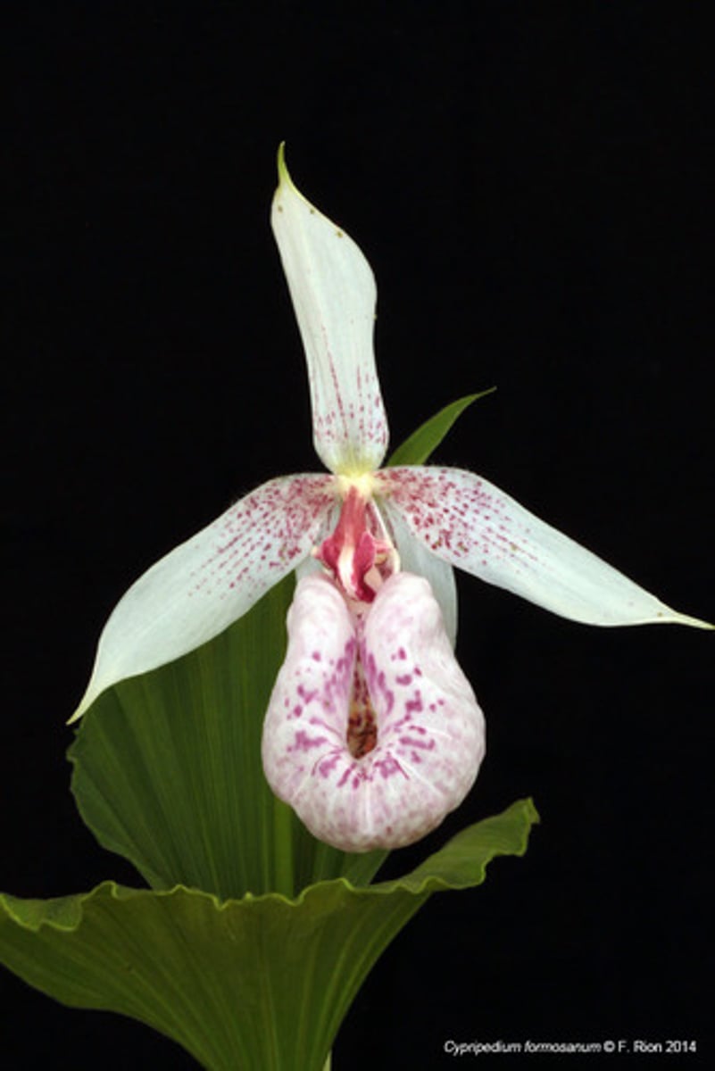 <p>perennial herbs, extreme diversity</p><p>Leaves: oval, not always parallel veins, oft basal rosette</p><p>Inflor: solitary, raceme, spike</p><p>Flowers: bilat, perf, 5 tepals, 1 lip petal, 1 fleshy column, 3 fused inferior ovary</p><p>Fruit: capsule with lots of seeds</p>