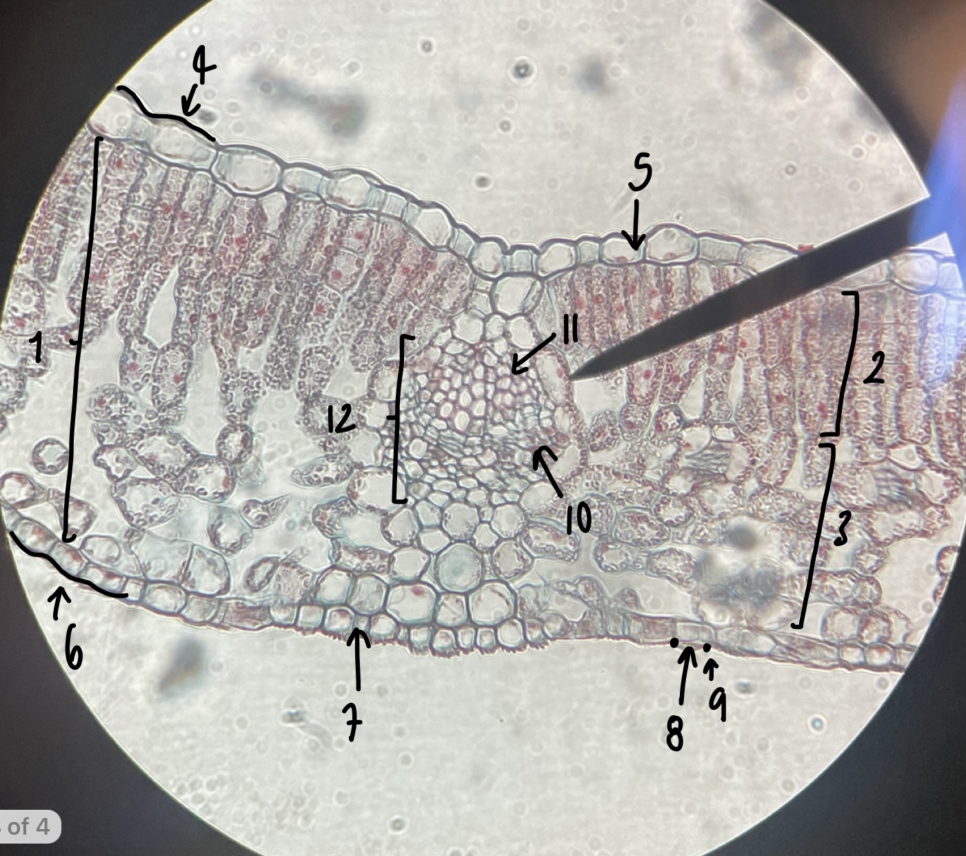 <p>what genus of Magnoliopsida possesses mesophyte leaves</p>