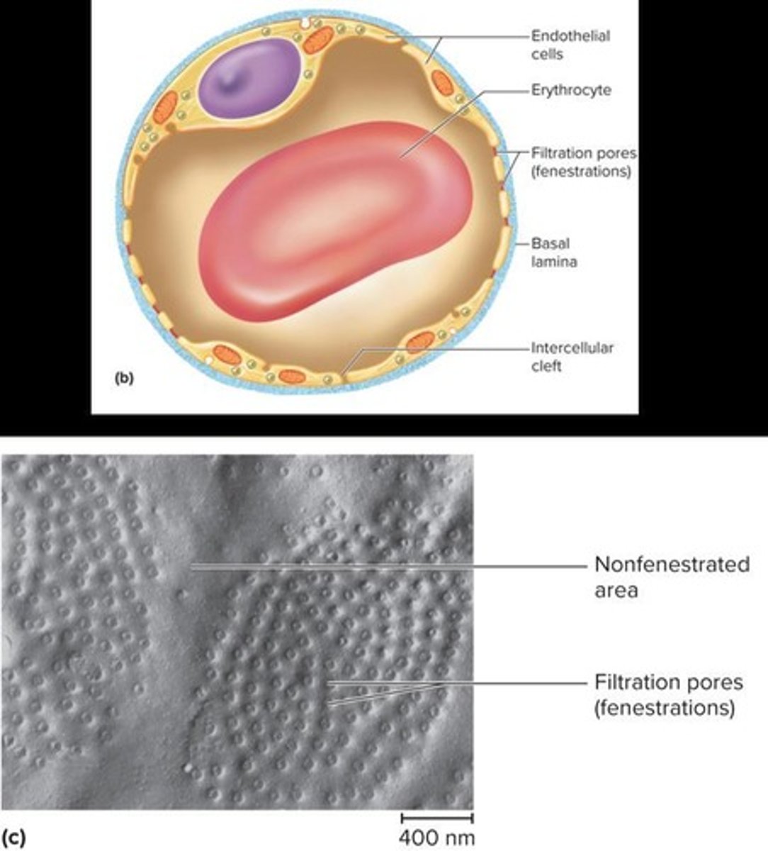 <p>Capillaries with filtration pores that permit rapid exchange of water and are found in organs like the kidneys and intestines.</p>