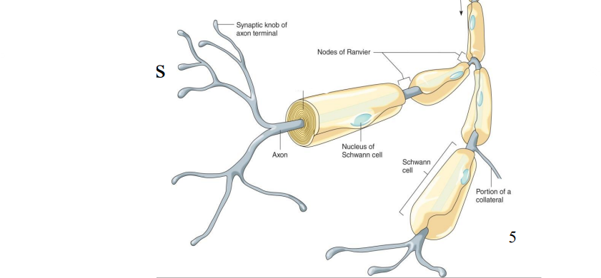 <p>Label the diagram </p>