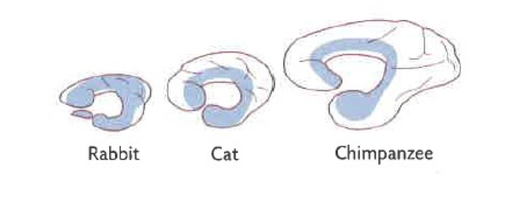 <p>The forebrain of 'higher' order organisms has expanded over and around the limbic system to permit greater control of complex sensory-association-motor representation</p><ul><li><p>Higher = more greatly developed since cortex has been used as a measure of intelligence</p></li></ul><p></p>
