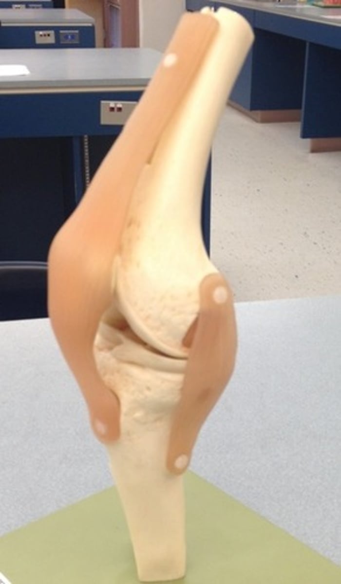 <p>une articulation</p>