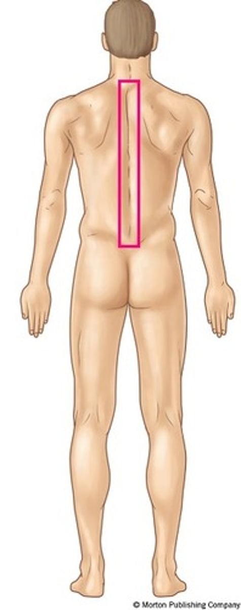 <p>Pertaining to the vertebrae or spinal column.</p>