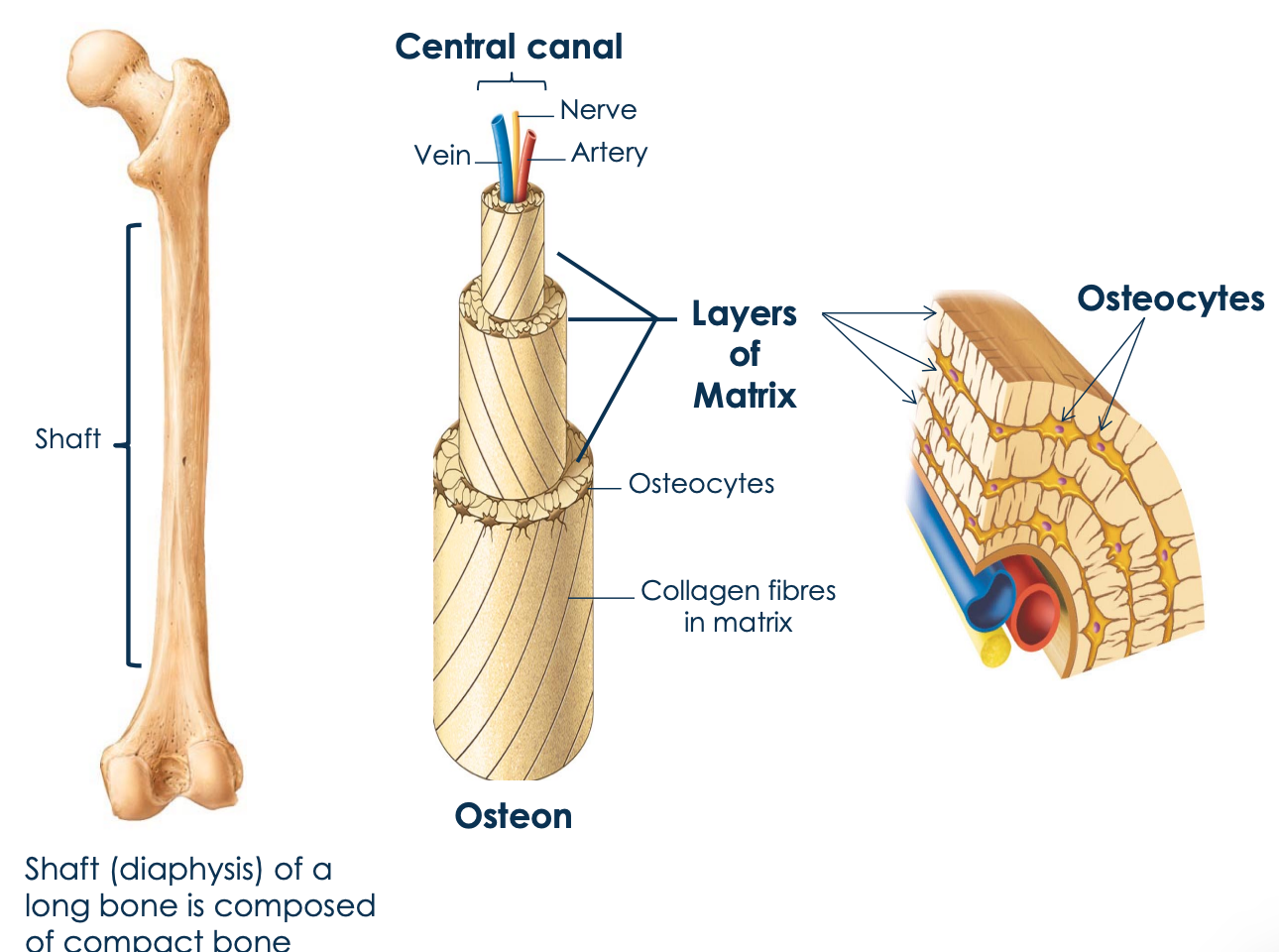 <ul><li><p>Is  </p><ul><li><p>runs parallel to the long axis of a bone</p></li></ul></li><li><p>consists of </p><ul><li><p>a central canal (contains blood vessels and nerves) </p></li><li><p>concentric circles (hollow cylinders) of matrix </p></li><li><p>osteocytes - lie in between each layer of matrix </p></li></ul></li><li><p>acts as tiny weight bearing pillar </p><ul><li><p>resist forces applied to the ends of a bone </p></li></ul></li></ul>