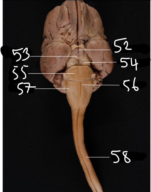53
