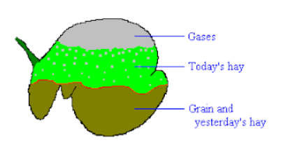 <p>Why does the rumen/reticulum have always regular, rhythmic contractions?</p>