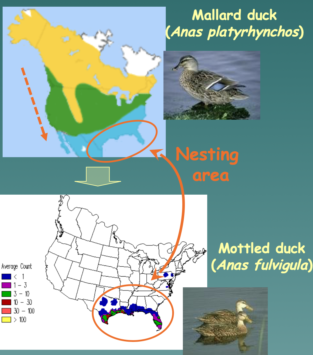 <ul><li><p>Mallard duck (Anas platyrhynchos) → Mottled duck (Anas fulvigula)</p></li><li><p>Domestic cat (Felis catus) → Wild cat (Felis silvestris)</p></li><li><p>Song of the common chaffinch (Fringilla coelebs)</p></li></ul>