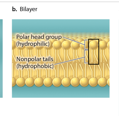 <p>Structure of two layers where the phospholipid heads are on the outside and the tails are in the inside</p>