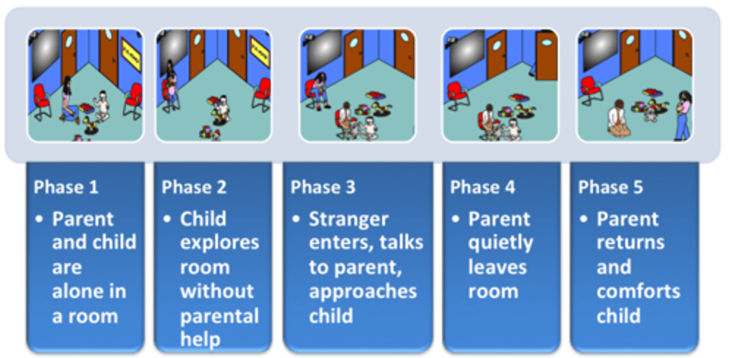 <p>a behavioral test developed by Mary Ainsworth that is used to determine a child's attachment style</p>