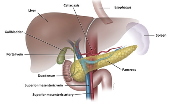<ul><li><p><span style="color: purple;"><strong><mark data-color="purple" style="background-color: purple; color: inherit;">Mostly retroperitoneal, deep to greater curvature of stomach&nbsp;</mark></strong></span></p></li><li><p>Head is encircled by duodenum; tails abuts spleen</p></li></ul><p></p>