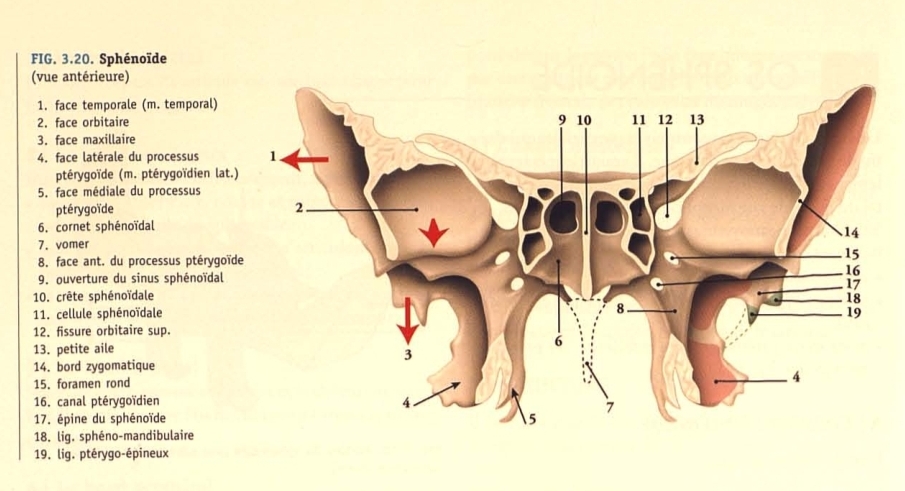 <ul><li><p>Face antérieure: rectangulaire, fait partie des voûtes des cavités nasales et présente:</p></li></ul><p>-les demi cellules sphénoïdales.</p><p>-la crête sphénoidale antérieure: qui s’articule avec le bord postérieur de la lame perpendiculaire de l’éthmoide. Son extrémité inférieure constitue le rostrum sphénoidal.</p><p>-l’orifice d’entrée du sinus sphénoidal</p><p></p>