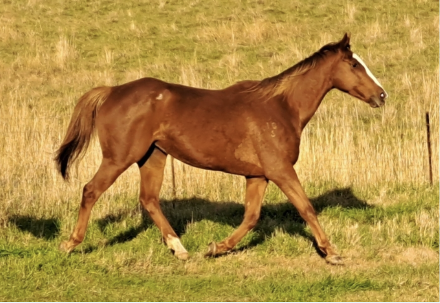 <p>Horse Colour</p>
