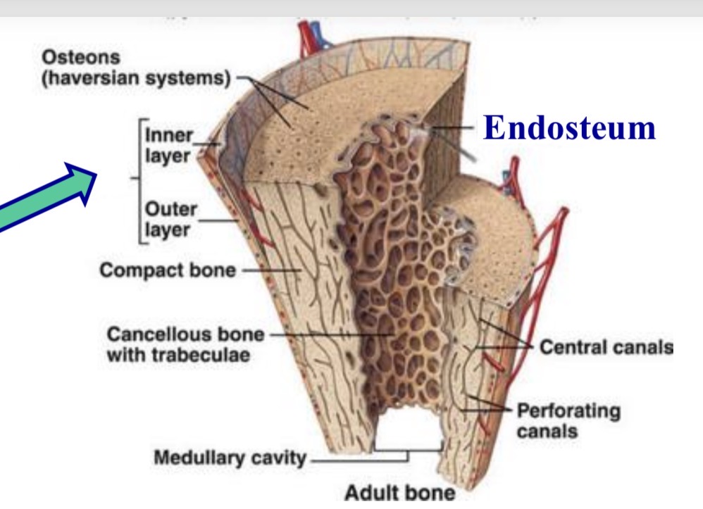 <p><span>– <strong><em>Skaidulinis sl. </em></strong>(netaisyklingas glaudusis kolageninis; daug kolageninių sk.; storesnis)</span></p><p><span>– <strong><em>Osteogeninis sl. </em></strong>(daugiau ląstelių; osteogeninės → osteoblastocitais; jo dėka kaulas auga ir regeneruoja)</span></p>