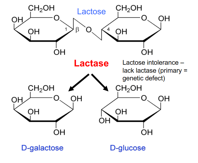 <p>- lack lactase (primary genetic defect)</p><p>- primary genetic defect: enzyme they produce doesn't fold properly due to a mutation or isnt produced in adequate amounts due to some sort of mutation</p><p>- these people would have a consequence of not being able to break the glycosidic bond, which means lactose is accumulated</p>