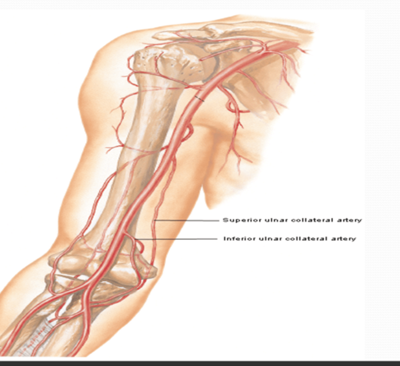 <p>-Deep artery of arm: Middle and radial collateral aa</p><p>-Humeral nutrient a.</p><p>-Superior ulnar collateral a.</p><p>-Inferior ulnar collateral a.</p>