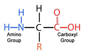 <p>For each amino acid there are four components around a central carbon: an amine group (N), a hydrogen, C = O or carboxyl group (depending on if the amino acid is part of a polypeptide) and a variable R group.</p>