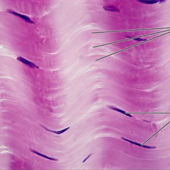 <p>Cell type</p>