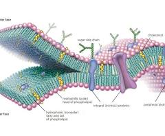 <p>Semi-permeable membrane </p>